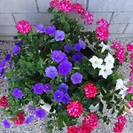 Гостевой дом Kapelj 3*