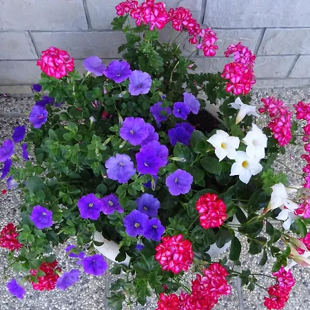 Guest house Kapelj 3*